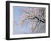 Cherry Blossoms and Mt. Fuji-null-Framed Photographic Print