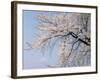 Cherry Blossoms and Mt. Fuji-null-Framed Photographic Print