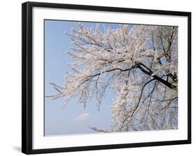 Cherry Blossoms and Mt. Fuji-null-Framed Photographic Print