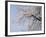 Cherry Blossoms and Mt. Fuji-null-Framed Photographic Print