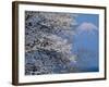 Cherry Blossoms and Mt. Fuji-null-Framed Photographic Print