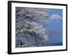 Cherry Blossoms and Mt. Fuji-null-Framed Photographic Print