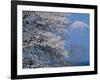 Cherry Blossoms and Mt. Fuji-null-Framed Photographic Print