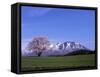 Cherry Blossoms and Mt. Iwate-null-Framed Stretched Canvas