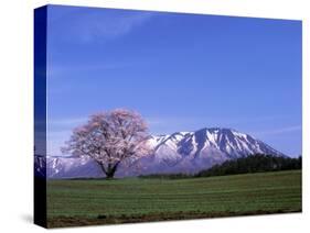 Cherry Blossoms and Mt. Iwate-null-Stretched Canvas