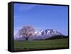 Cherry Blossoms and Mt. Iwate-null-Framed Stretched Canvas