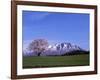 Cherry Blossoms and Mt. Iwate-null-Framed Photographic Print