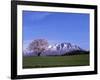 Cherry Blossoms and Mt. Iwate-null-Framed Photographic Print