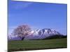Cherry Blossoms and Mt. Iwate-null-Mounted Photographic Print