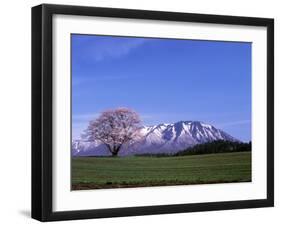 Cherry Blossoms and Mt. Iwate-null-Framed Photographic Print