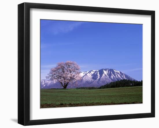 Cherry Blossoms and Mt. Iwate-null-Framed Photographic Print