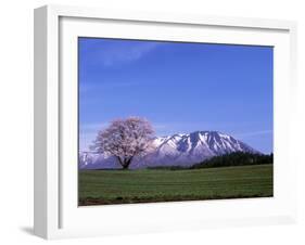 Cherry Blossoms and Mt. Iwate-null-Framed Photographic Print