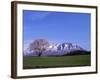 Cherry Blossoms and Mt. Iwate-null-Framed Photographic Print