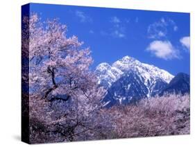Cherry Blossoms and Mt. Kaikoma-null-Stretched Canvas