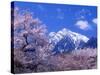 Cherry Blossoms and Mt. Kaikoma-null-Stretched Canvas