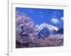 Cherry Blossoms and Mt. Kaikoma-null-Framed Photographic Print