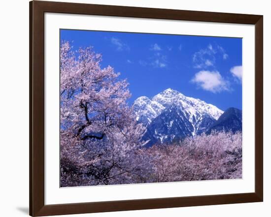 Cherry Blossoms and Mt. Kaikoma-null-Framed Photographic Print