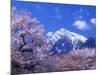 Cherry Blossoms and Mt. Kaikoma-null-Mounted Photographic Print