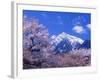 Cherry Blossoms and Mt. Kaikoma-null-Framed Photographic Print