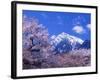 Cherry Blossoms and Mt. Kaikoma-null-Framed Photographic Print