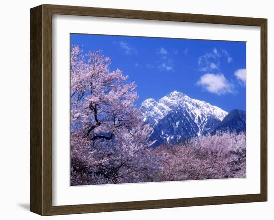 Cherry Blossoms and Mt. Kaikoma-null-Framed Photographic Print