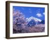 Cherry Blossoms and Mt. Kaikoma-null-Framed Photographic Print