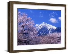 Cherry Blossoms and Mt. Kaikoma-null-Framed Photographic Print