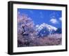 Cherry Blossoms and Mt. Kaikoma-null-Framed Photographic Print
