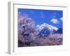 Cherry Blossoms and Mt. Kaikoma-null-Framed Photographic Print