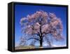 Cherry Blossoms and Mt. Yastu-null-Framed Stretched Canvas