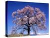 Cherry Blossoms and Mt. Yastu-null-Stretched Canvas