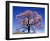 Cherry Blossoms and Mt. Yastu-null-Framed Photographic Print