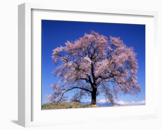 Cherry Blossoms and Mt. Yastu-null-Framed Photographic Print