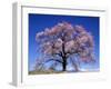 Cherry Blossoms and Mt. Yastu-null-Framed Photographic Print