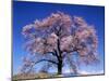 Cherry Blossoms and Mt. Yastu-null-Mounted Photographic Print