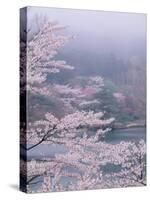 Cherry Blossoms and Pond-null-Stretched Canvas