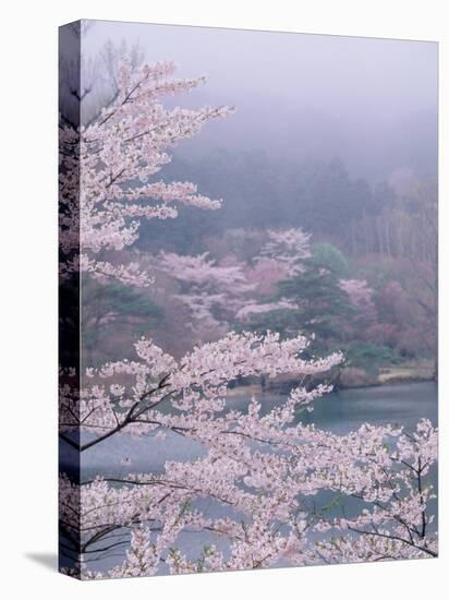 Cherry Blossoms and Pond-null-Stretched Canvas