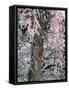 Cherry Blossoms and Red Cedar Tree Trunk, Washington, USA-William Sutton-Framed Stretched Canvas