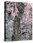 Cherry Blossoms and Red Cedar Tree Trunk, Washington, USA-William Sutton-Stretched Canvas