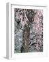 Cherry Blossoms and Red Cedar Tree Trunk, Washington, USA-William Sutton-Framed Photographic Print