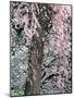 Cherry Blossoms and Red Cedar Tree Trunk, Washington, USA-William Sutton-Mounted Photographic Print