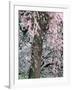 Cherry Blossoms and Red Cedar Tree Trunk, Washington, USA-William Sutton-Framed Photographic Print