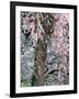 Cherry Blossoms and Red Cedar Tree Trunk, Washington, USA-William Sutton-Framed Photographic Print