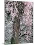 Cherry Blossoms and Red Cedar Tree Trunk, Washington, USA-William Sutton-Mounted Photographic Print