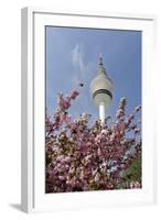 Cherry Blossoms and Television Tower, Hamburg, Germany, Europe-Axel Schmies-Framed Photographic Print