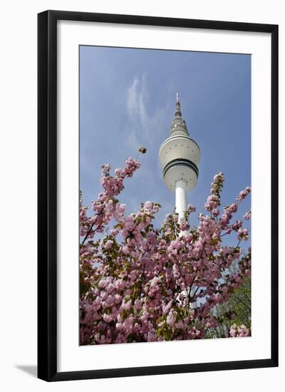 Cherry Blossoms and Television Tower, Hamburg, Germany, Europe-Axel Schmies-Framed Photographic Print