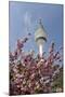Cherry Blossoms and Television Tower, Hamburg, Germany, Europe-Axel Schmies-Mounted Photographic Print