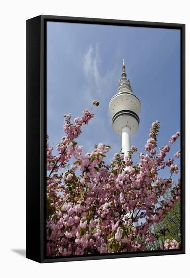 Cherry Blossoms and Television Tower, Hamburg, Germany, Europe-Axel Schmies-Framed Stretched Canvas