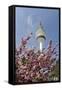 Cherry Blossoms and Television Tower, Hamburg, Germany, Europe-Axel Schmies-Framed Stretched Canvas