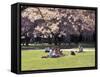 Cherry Blossoms and Trees in the Quad, University of Washington, Seattle, Washington, USA-Connie Ricca-Framed Stretched Canvas